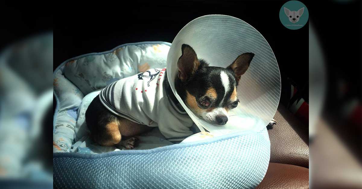 Read more about the article Seizures in Chihuahuas