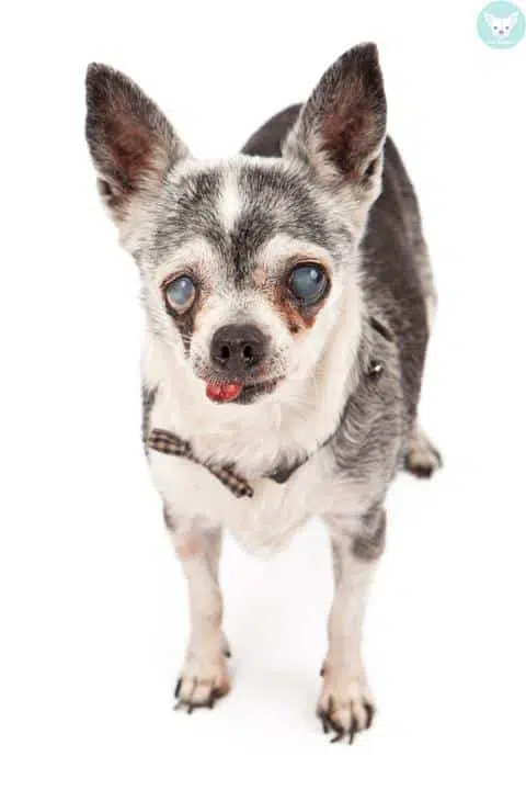 18 year old chihuahua