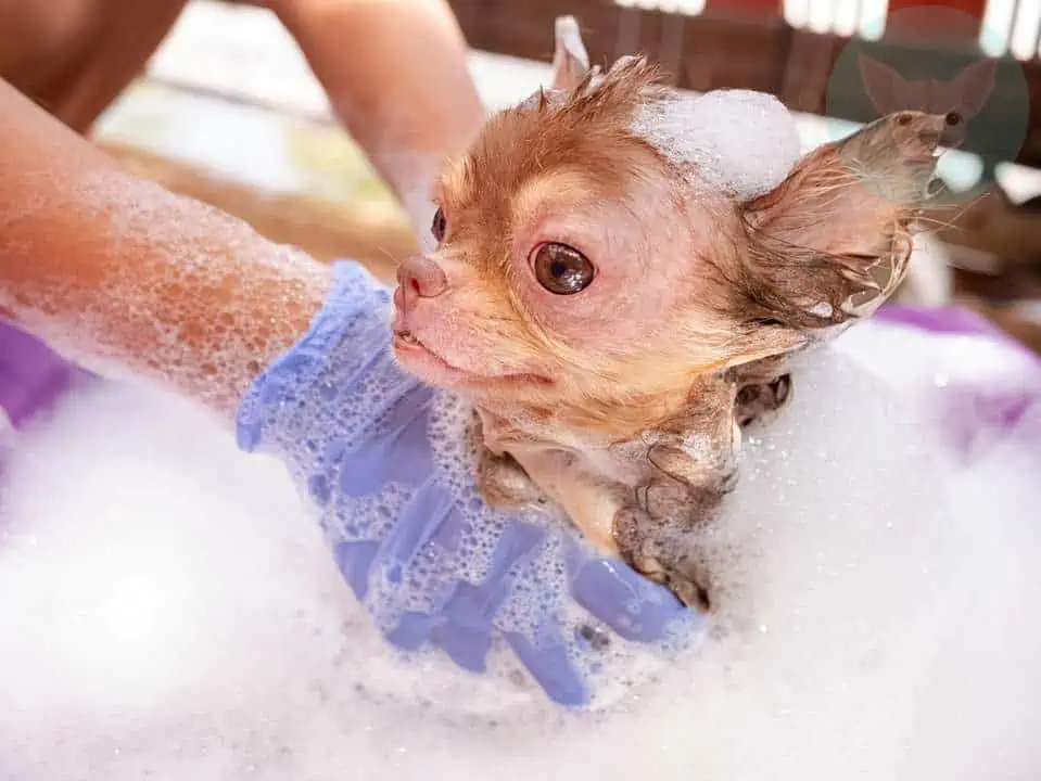 Causes of Hair Loss in Blue Chihuahuas - wide 6