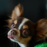 Can Chihuahua get Diabetes?