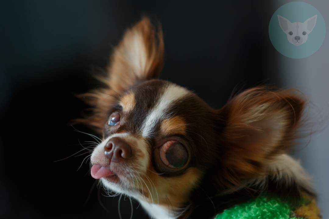 Read more about the article Can Chihuahua get Diabetes?