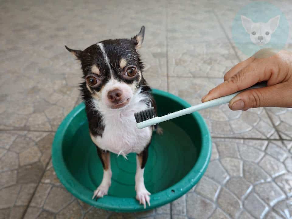 Home Remedies for Chihuahuas Bad Breath