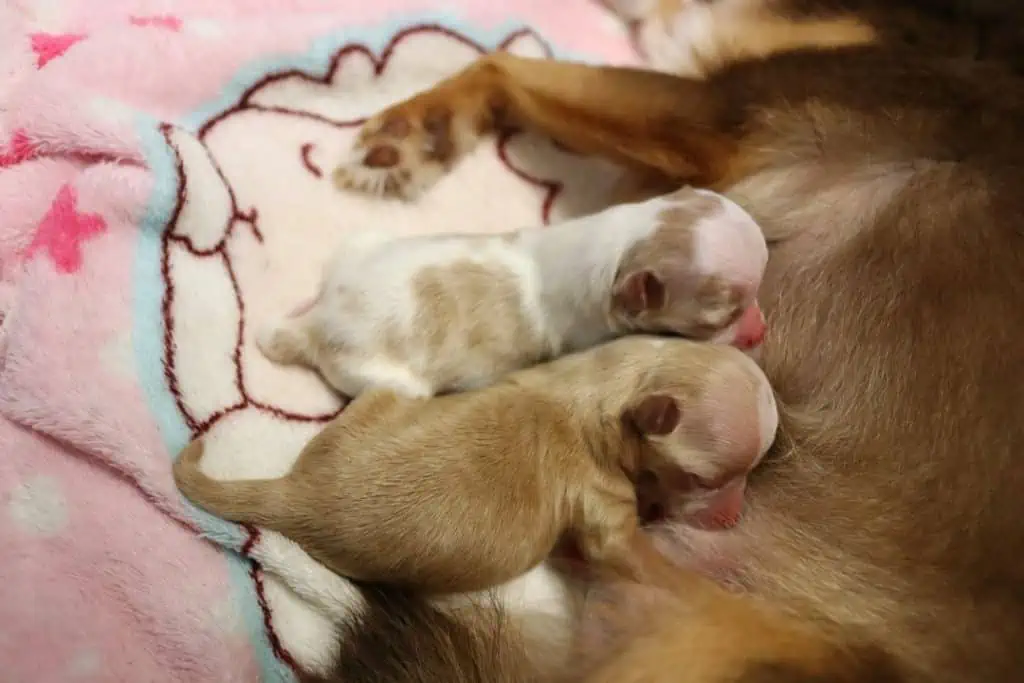 chihuahua breastfeeding puppies