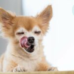 How Often Should Chihuahuas Eat?