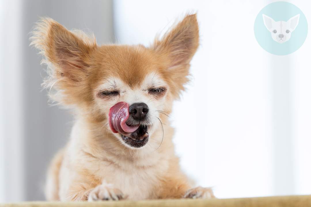 Read more about the article How Often Should Chihuahuas Eat?