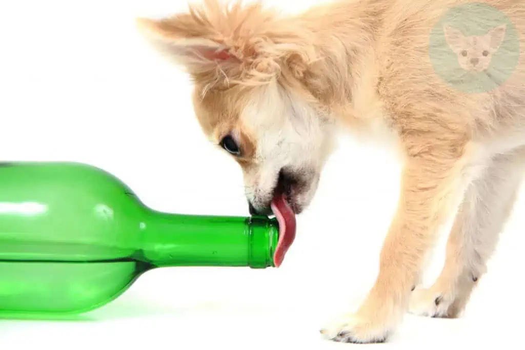 chihuahua drink alcohol