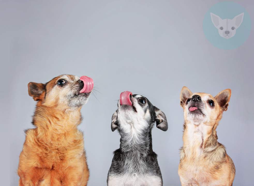 shutterstock 246558022 result