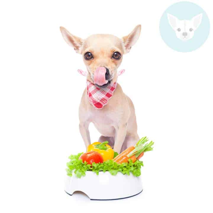 How Often Should Chihuahuas Eat?