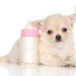 Can Chihuahuas Drink Milk?