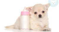Can Chihuahuas Drink Milk? 2 shutterstock 286080104 result