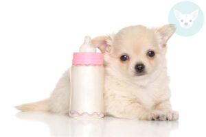 Read more about the article Can Chihuahuas Drink Milk?