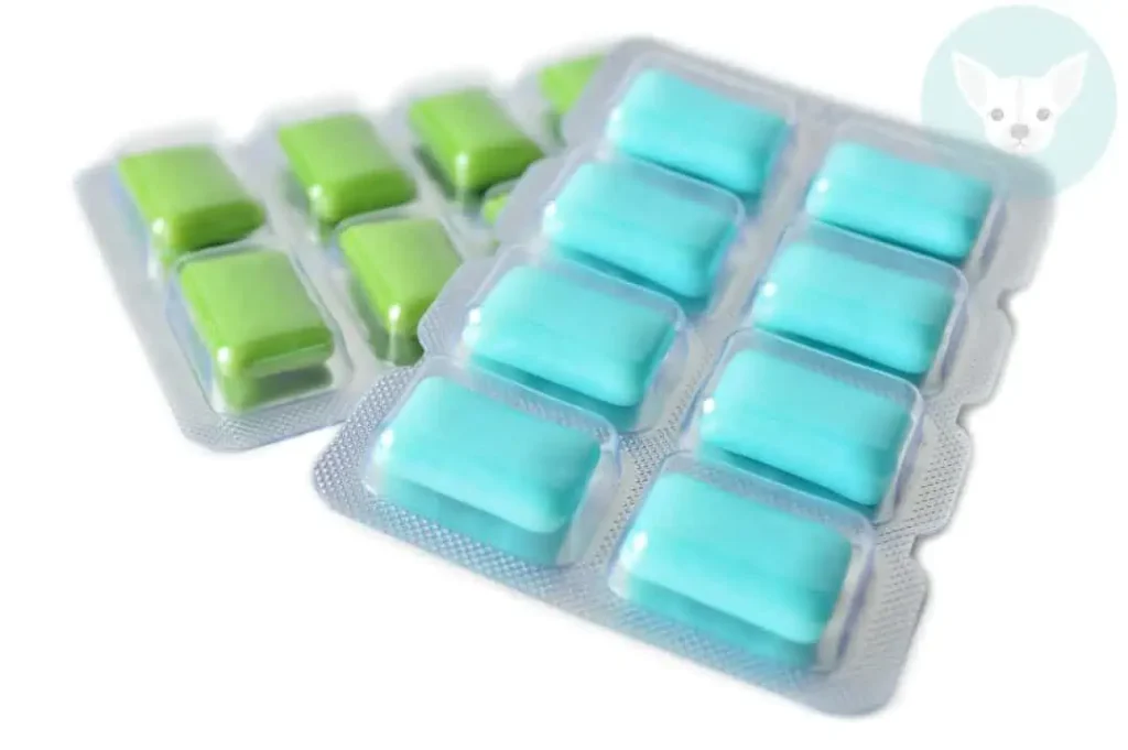 Which foods Chihuahua Should NOT eat 10 chewing gum ice blue lemon