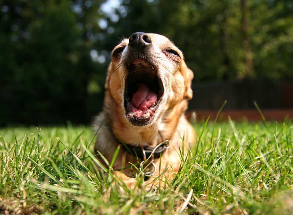 Why is My Chihuahua Gagging? 1 shutterstock 404737528