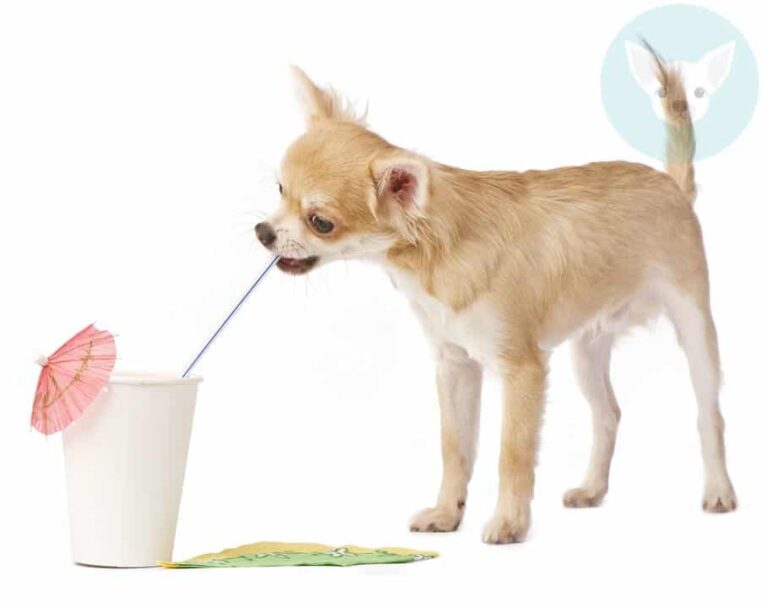 Can Chihuahuas Drink Milk?