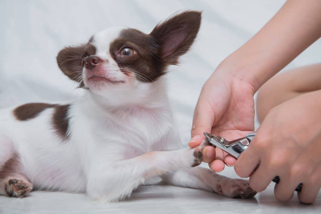 Trimming your Chihuahua nails
