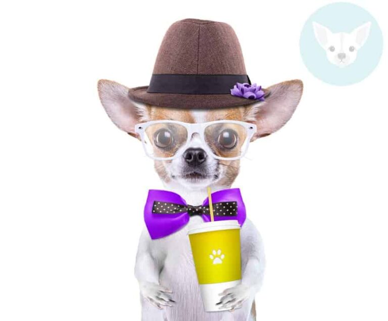 Can Chihuahuas Drink Milk?