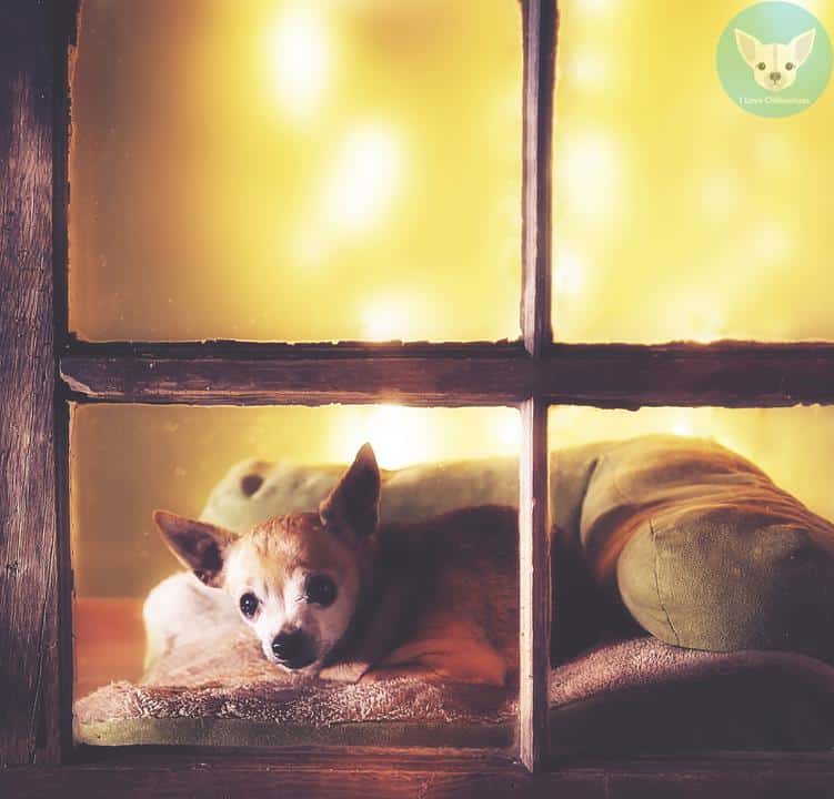 Chihuahua Stages of Life From Birth To Senior