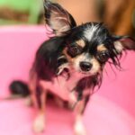 Chihuahuas Hair Loss