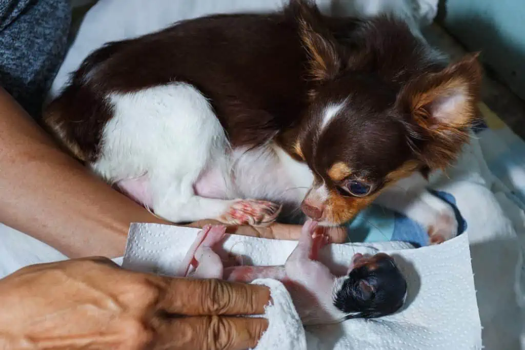 new born chihuahua puppy
