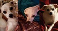 Chihuahua with a Sad Story Finds Loving Home 2 story article