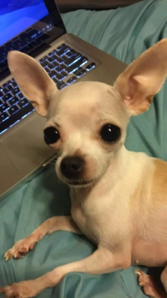 Seth Mersing and his Chihuahua