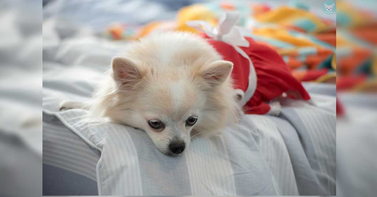 Read more about the article Teach Your Chihuahua to Go to His Bed