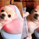 Chihuahua Chilling While Getting A Head Massage [Video]