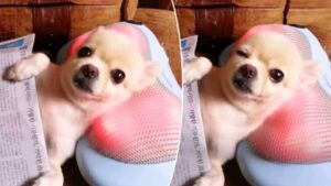 Read more about the article Chihuahua Chilling While Getting A Head Massage [Video]