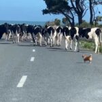 Tiny Pomeranian Chihuahua Herding Cows