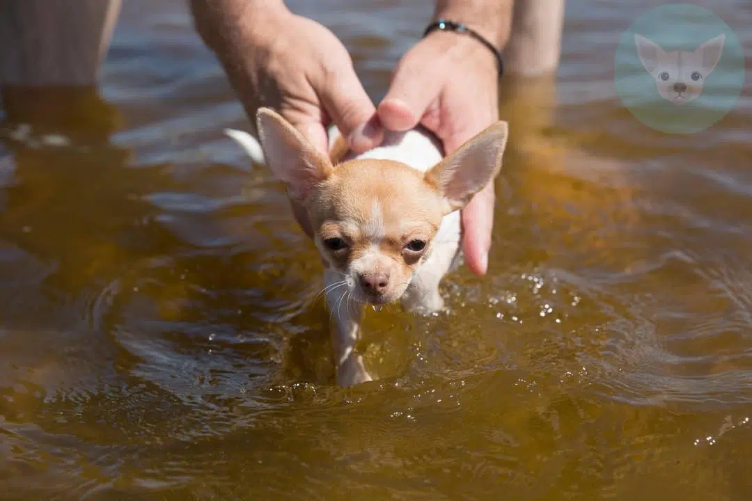 training chihuahua to swim