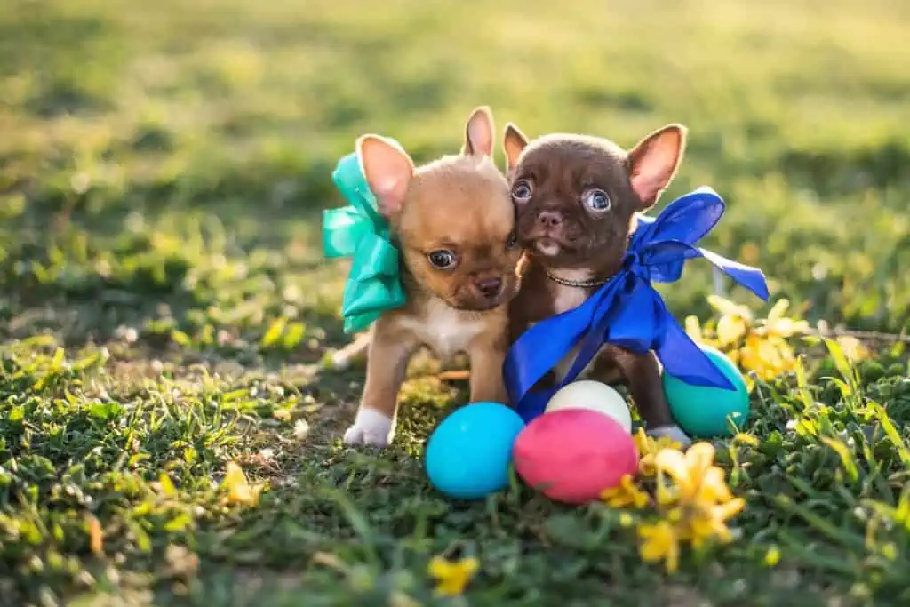 two chihuahuas dressed beutifully with painted eggs