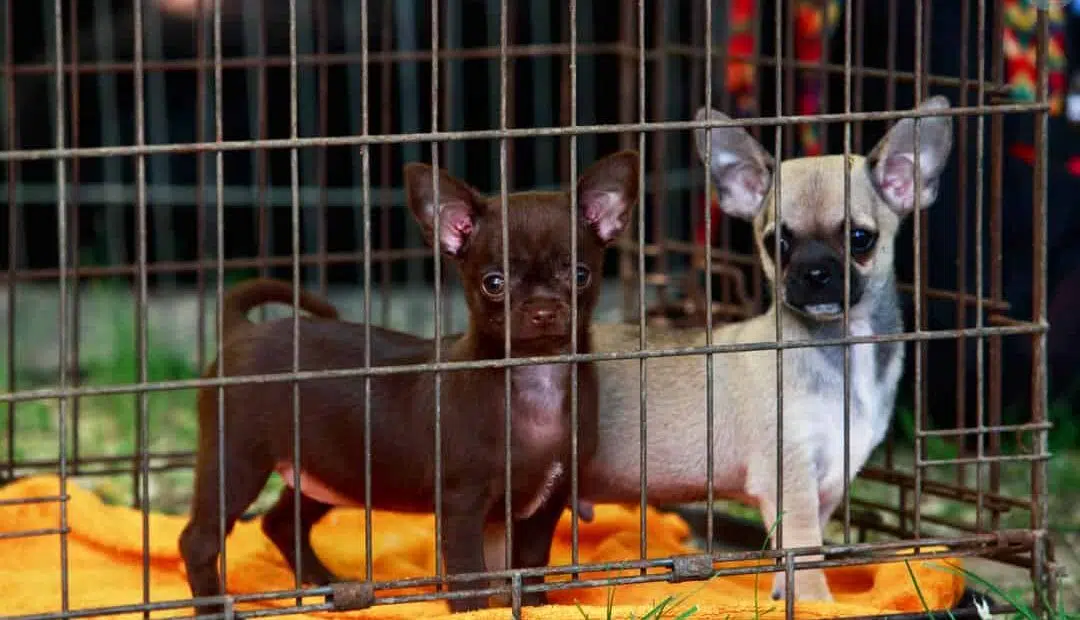 two chihuahuas in cage result