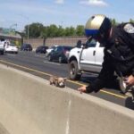 Dog Rescuers Save Chihuahua Running