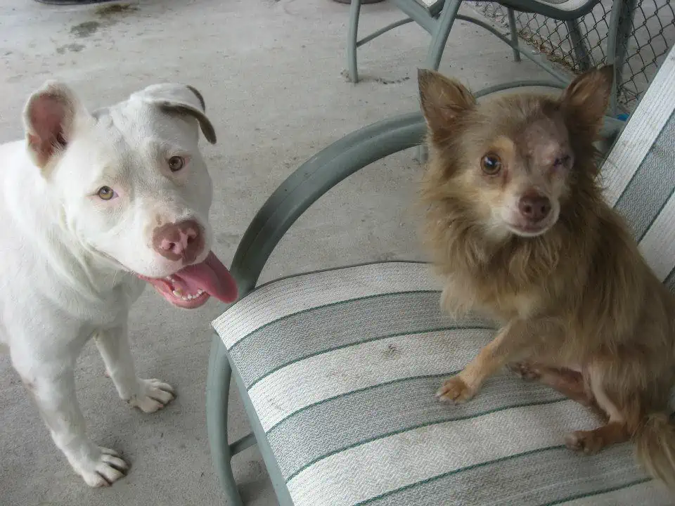 white pitbull and chihuahua