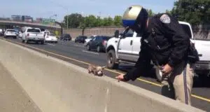 Chihuahua saved by dog rescuers