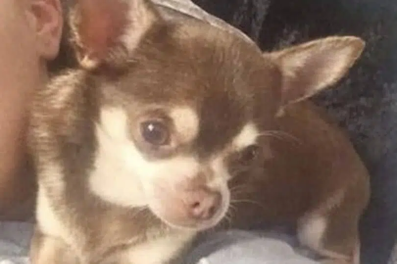 0 RIP Distraught dog owner searching for pet chihuaha that was snatched from garden by seagull