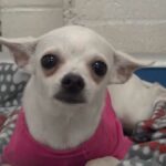 1-Year-Old Chihuahua Cries Herself To Sleep In A Pink Sweater