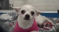 1 Year Old Chihuahua Dumped At Shelter Cries Herself To Sleep In A Pink Sweater