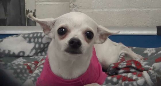1 Year Old Chihuahua Dumped At Shelter Cries Herself To Sleep In A Pink Sweater