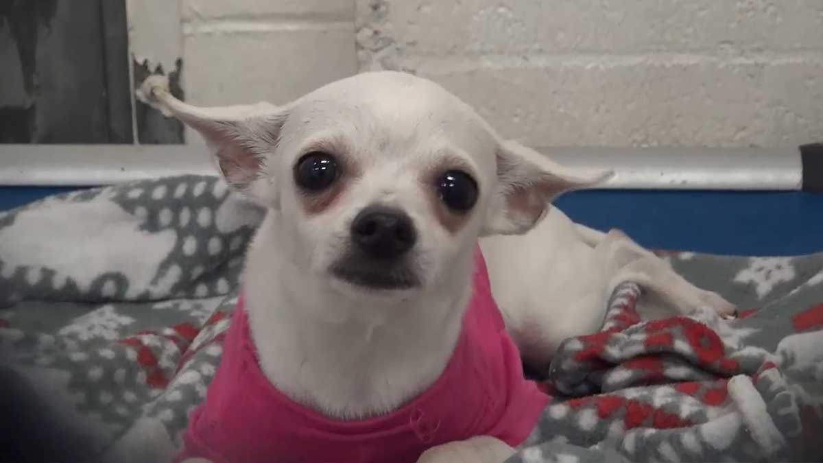 Read more about the article 1-Year-Old Chihuahua Cries Herself To Sleep In A Pink Sweater