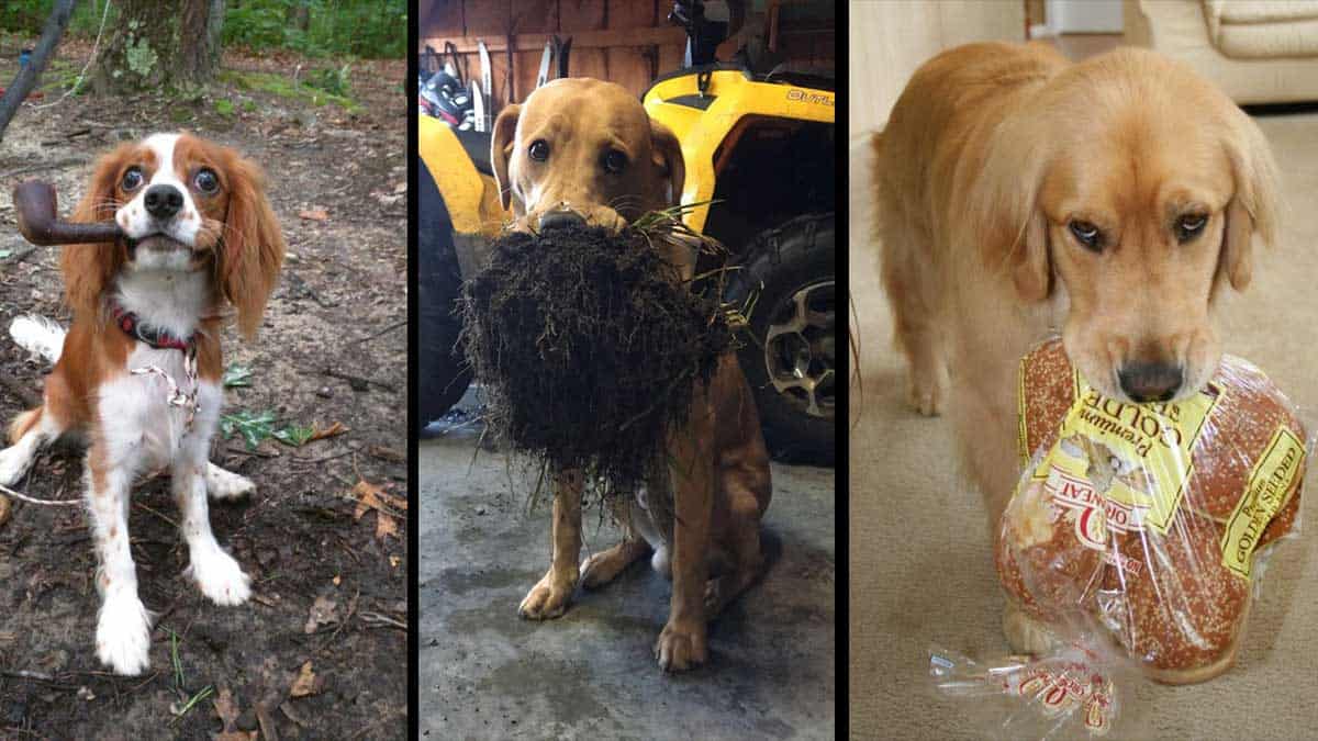 10 Dogs Who Surprised Their Humans With Gifts