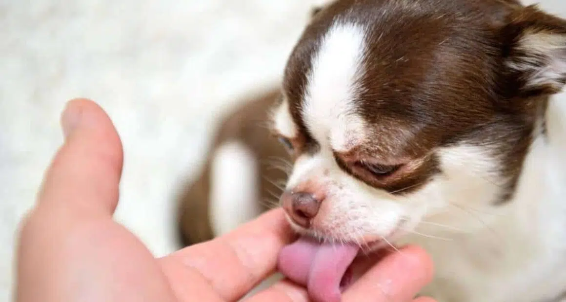 10 Reasons Why Chihuahuas are Awesome 1