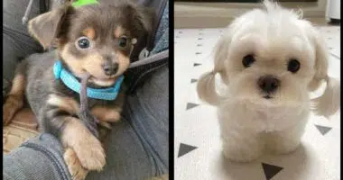 20 More Puppies That Will Fill Your Heart With Love Faster