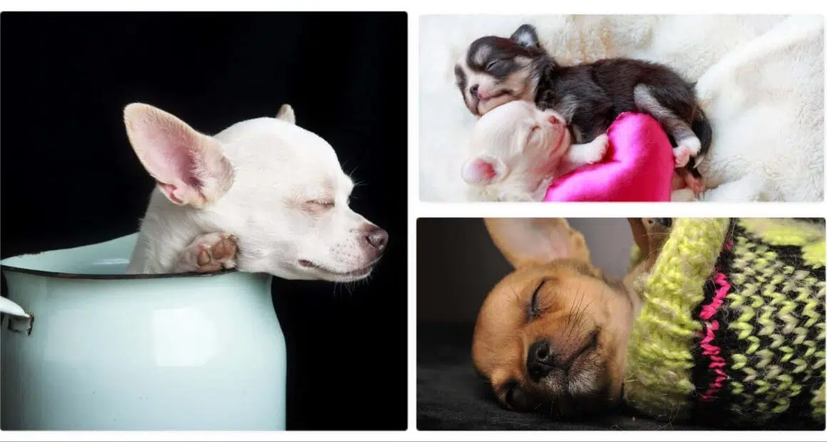 8 Sleeping Positions of Your Chihuahua What They May Mean