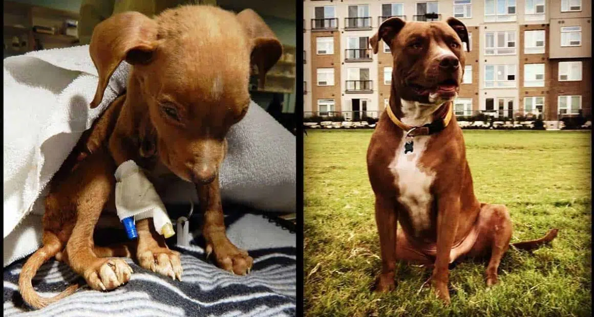 A puppy who weighed only 1.8 pounds Surprisingly Recovers