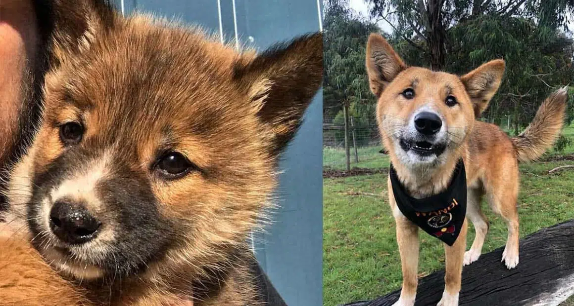 Australian family rescued ‘puppy’ – turns out to be a rare purebred dingo
