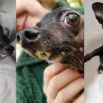 Freddy, the Chihuahua Mix with a Birth Defect