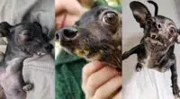Chihuahua mix whose birth defect finally lives Happy