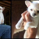 Chihuahua Puppy Meets a Baby Goat