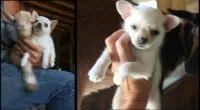 Chihuahua puppy meets a baby goat for the first time